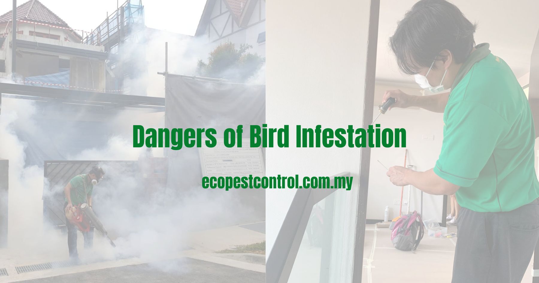 Dangers of Bird Infestation