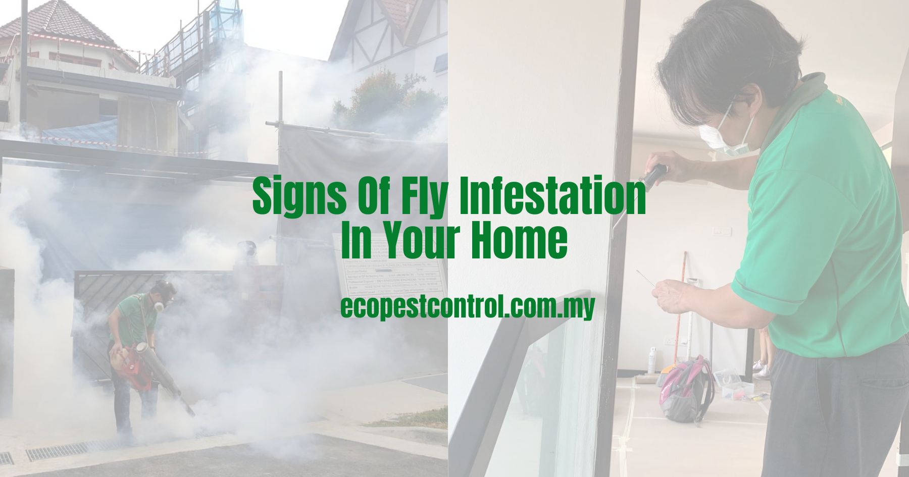 Signs Of Fly Infestation In Your Home