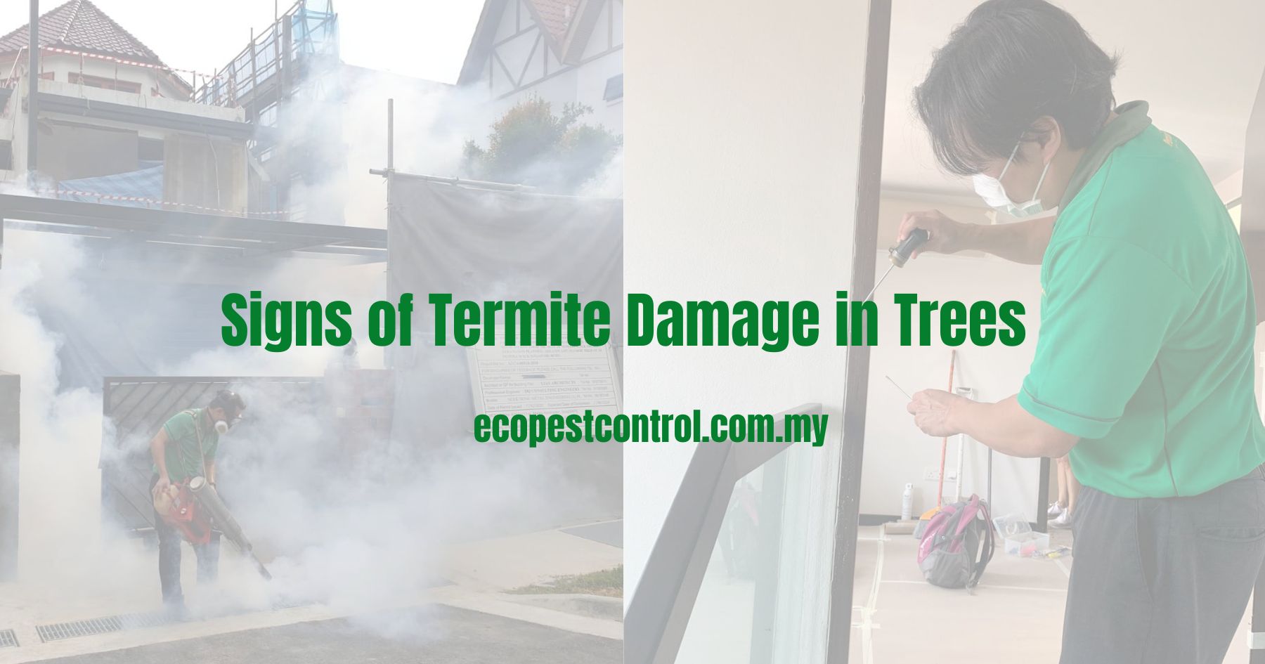 Signs of Termite Damage in Trees
