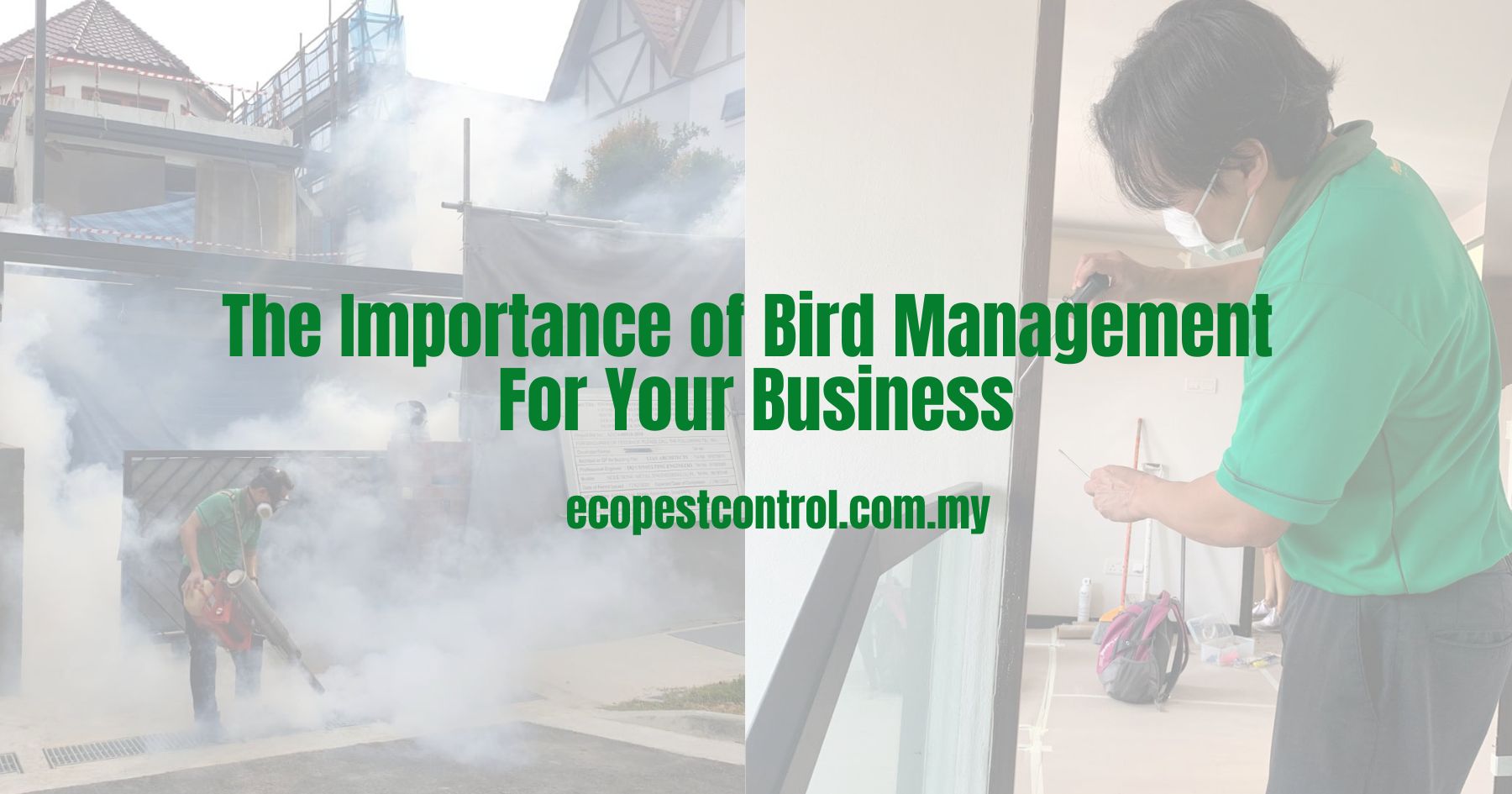The Importance of Bird Management For Your Business