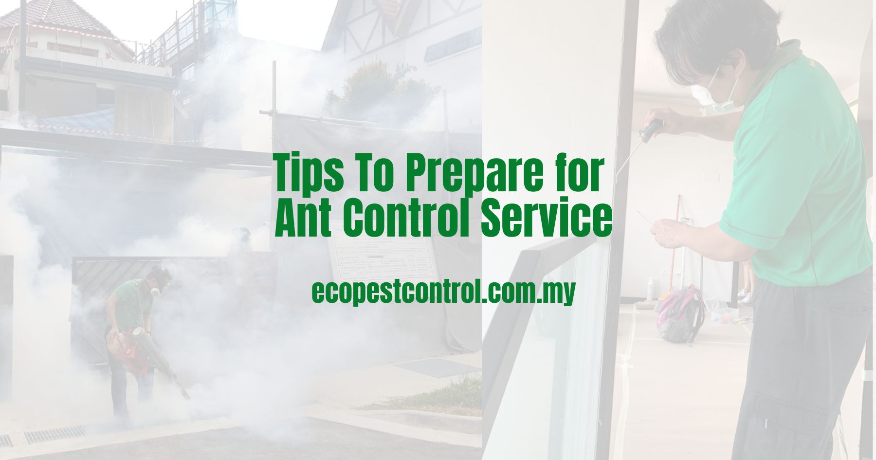 Tips To Prepare for Ant Control Service