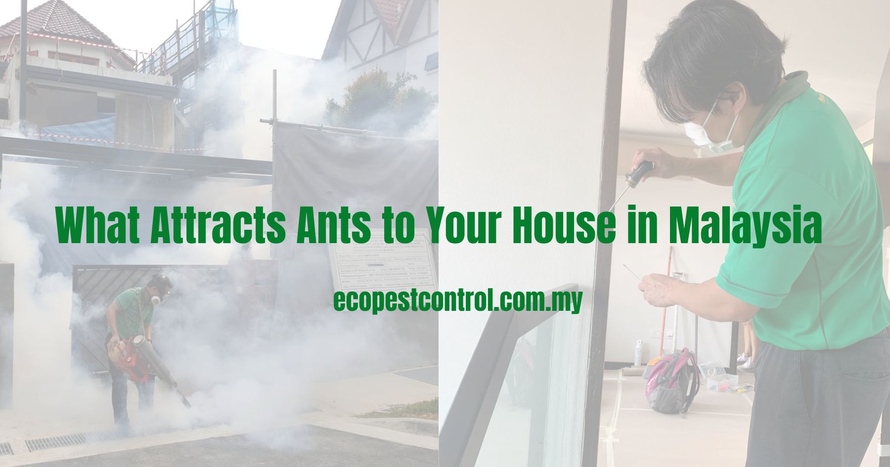 What Attracts Ants to Your House in Malaysia
