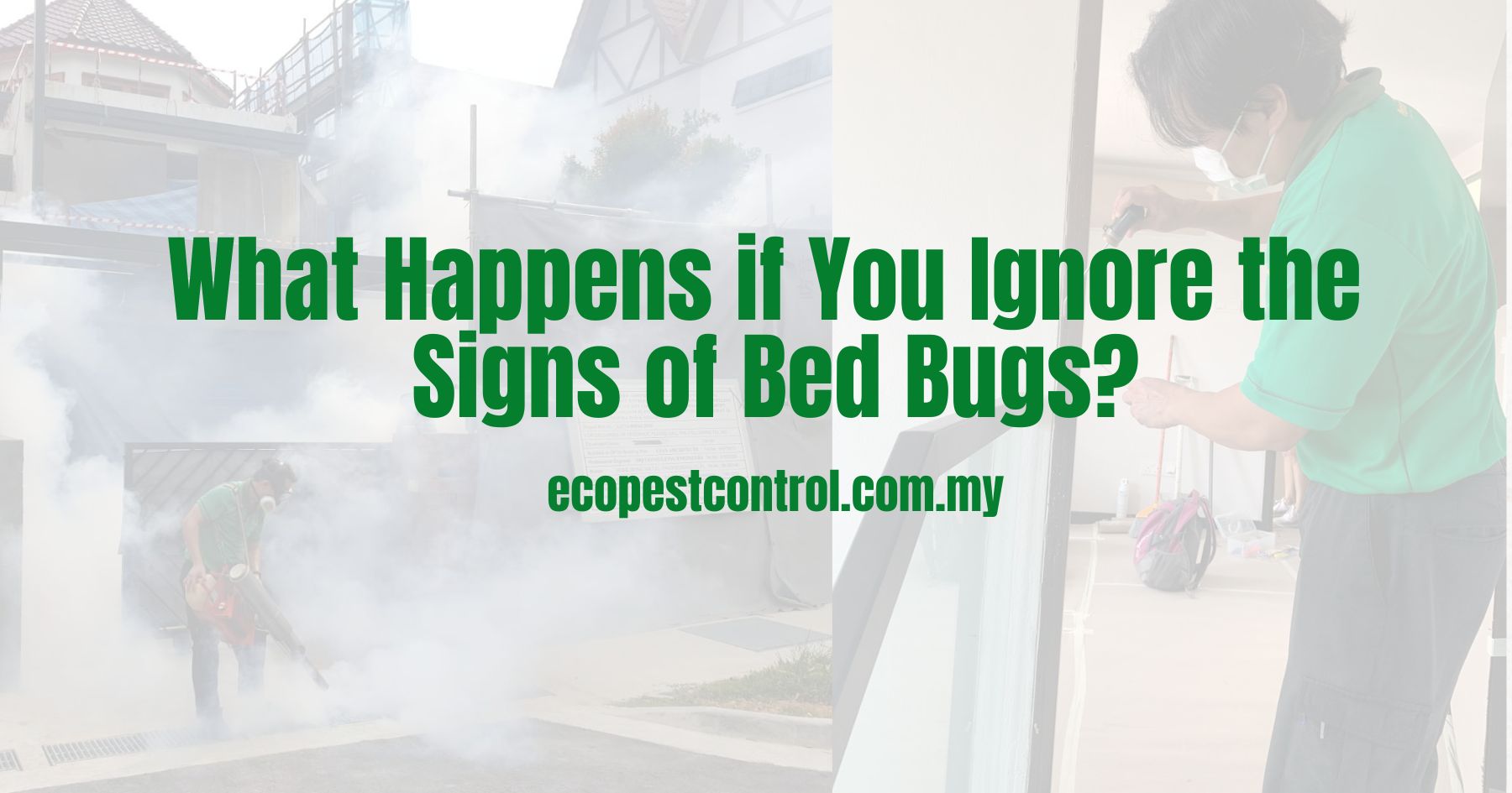 What Happens if You Ignore the Signs of Bed Bugs?