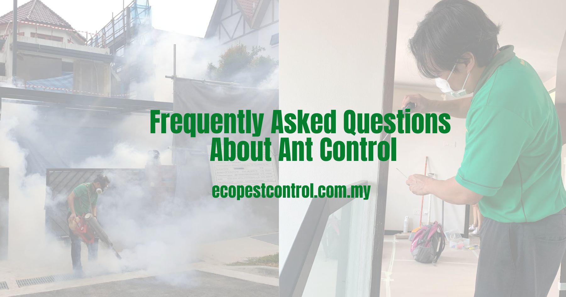Frequently Asked Questions About Ant Control
