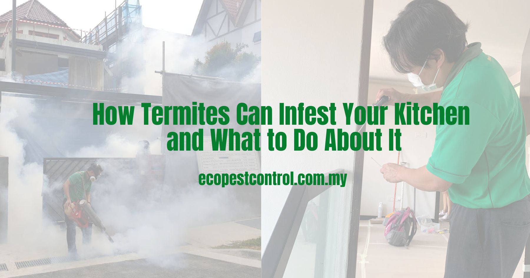 How Termites Can Infest Your Kitchen