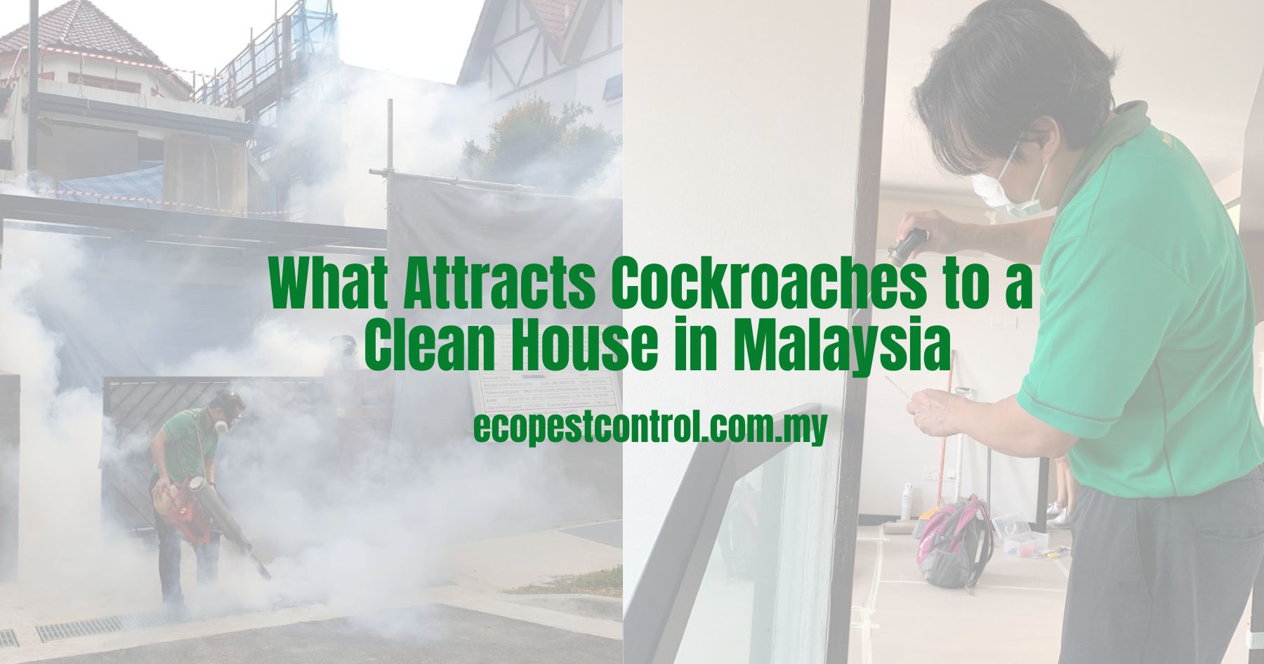 What Attracts Cockroaches to a Clean House in Malaysia