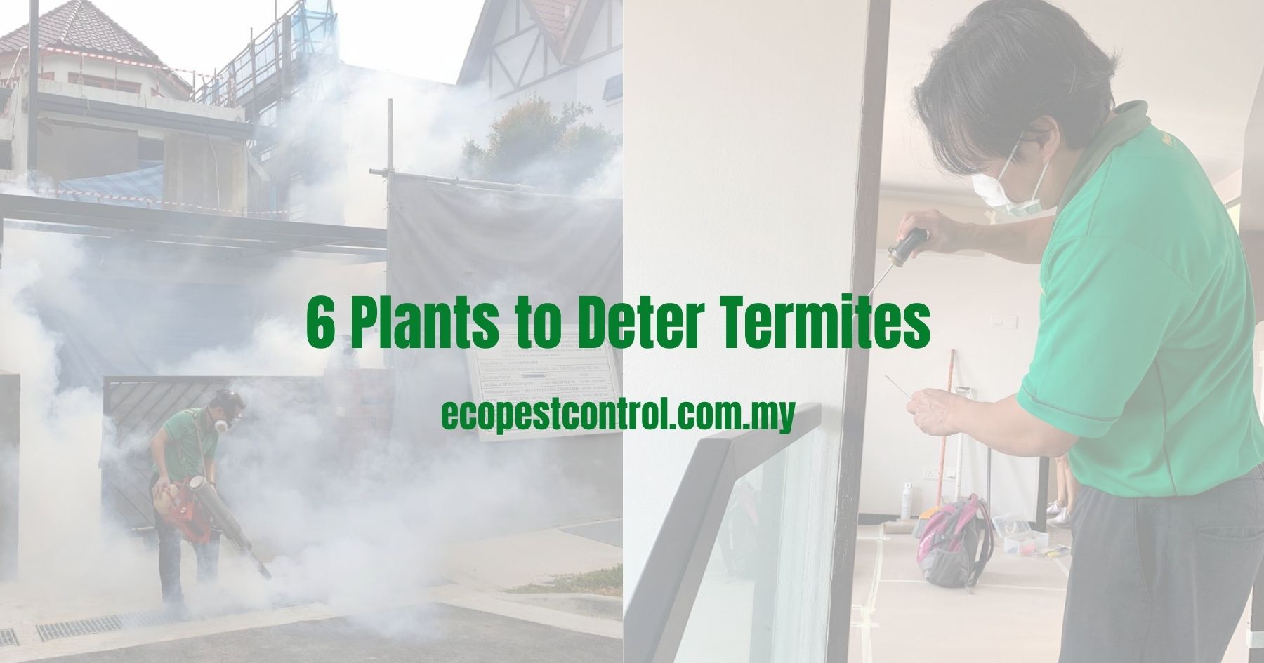 6 Plants to Deter Termites
