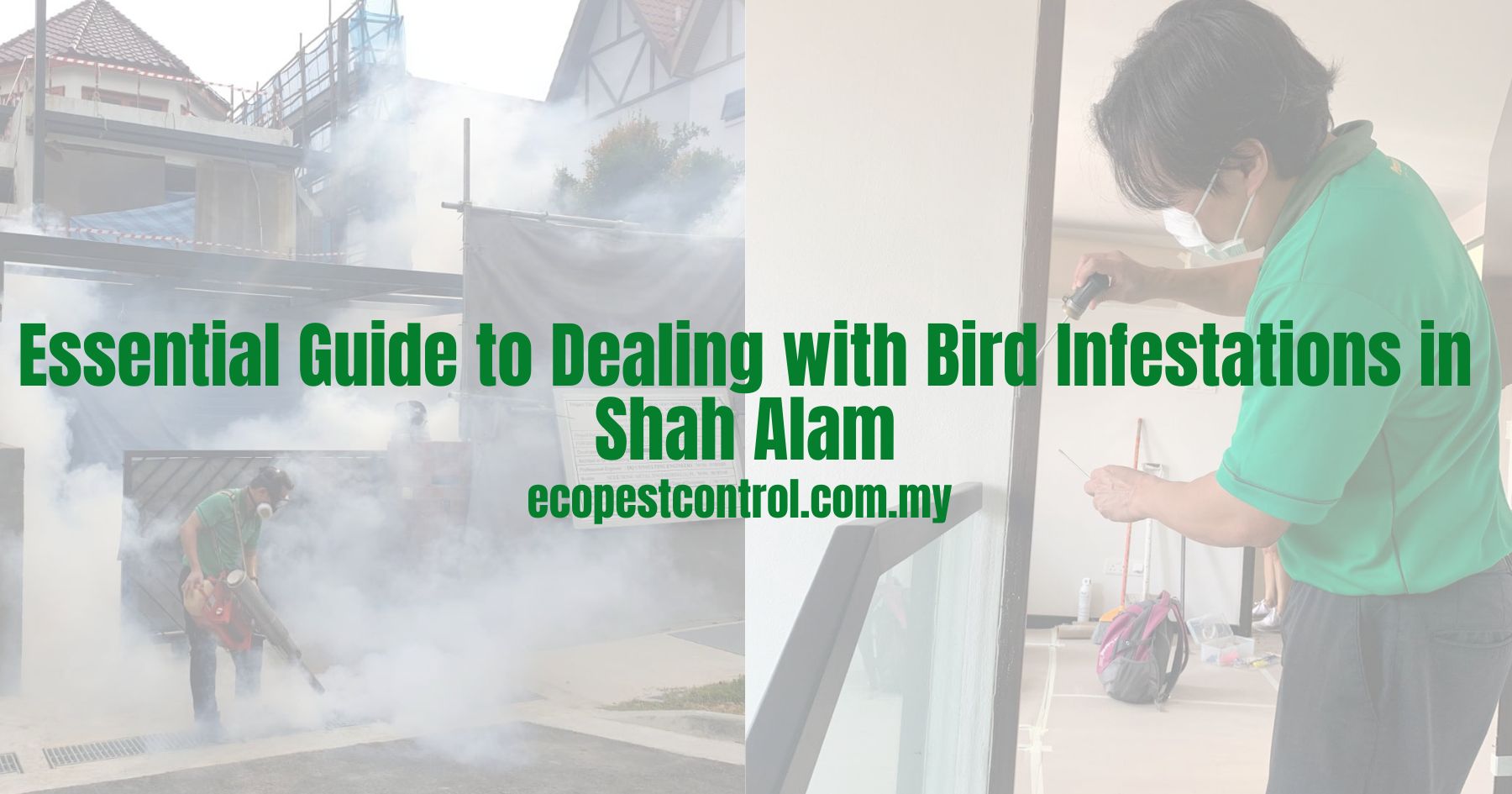 Essential Guide to Dealing with Bird Infestations in Shah Alam