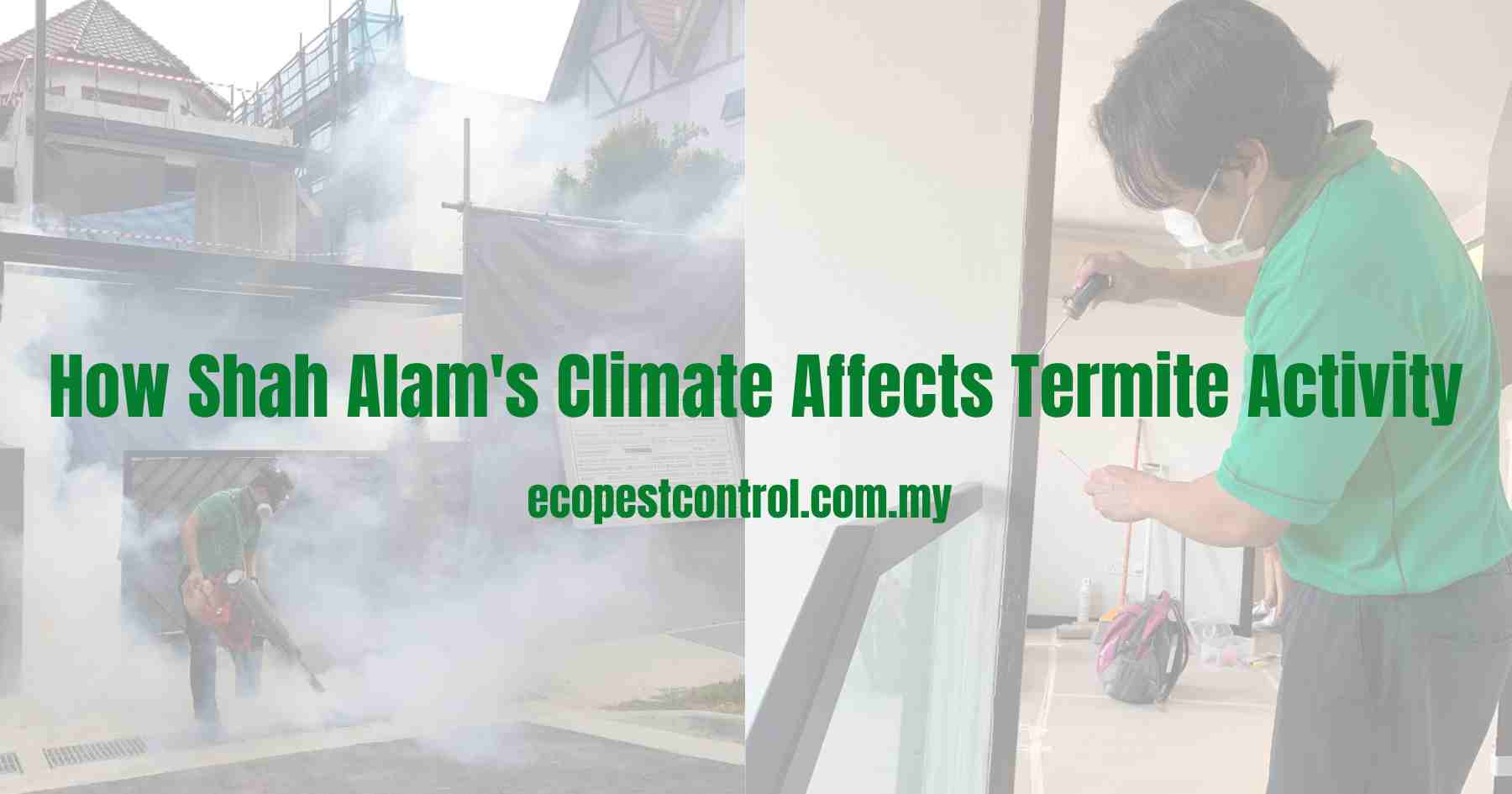 How Shah Alam's Climate Affects Termite Activity