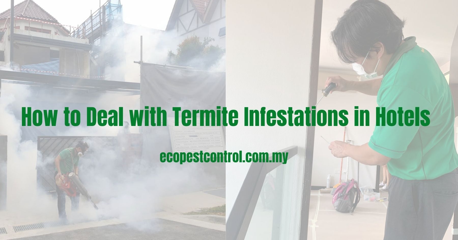How to Deal with Termite Infestations in Hotels