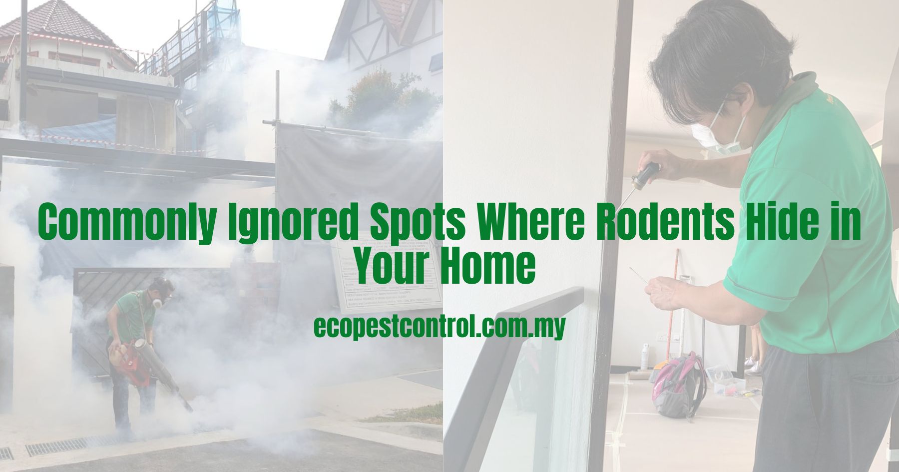 Commonly Ignored Spots Where Rodents Hide in Your Home
