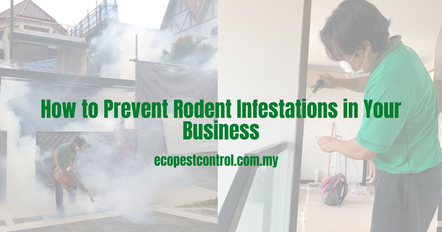 How to Prevent Rodent Infestations in Your Business