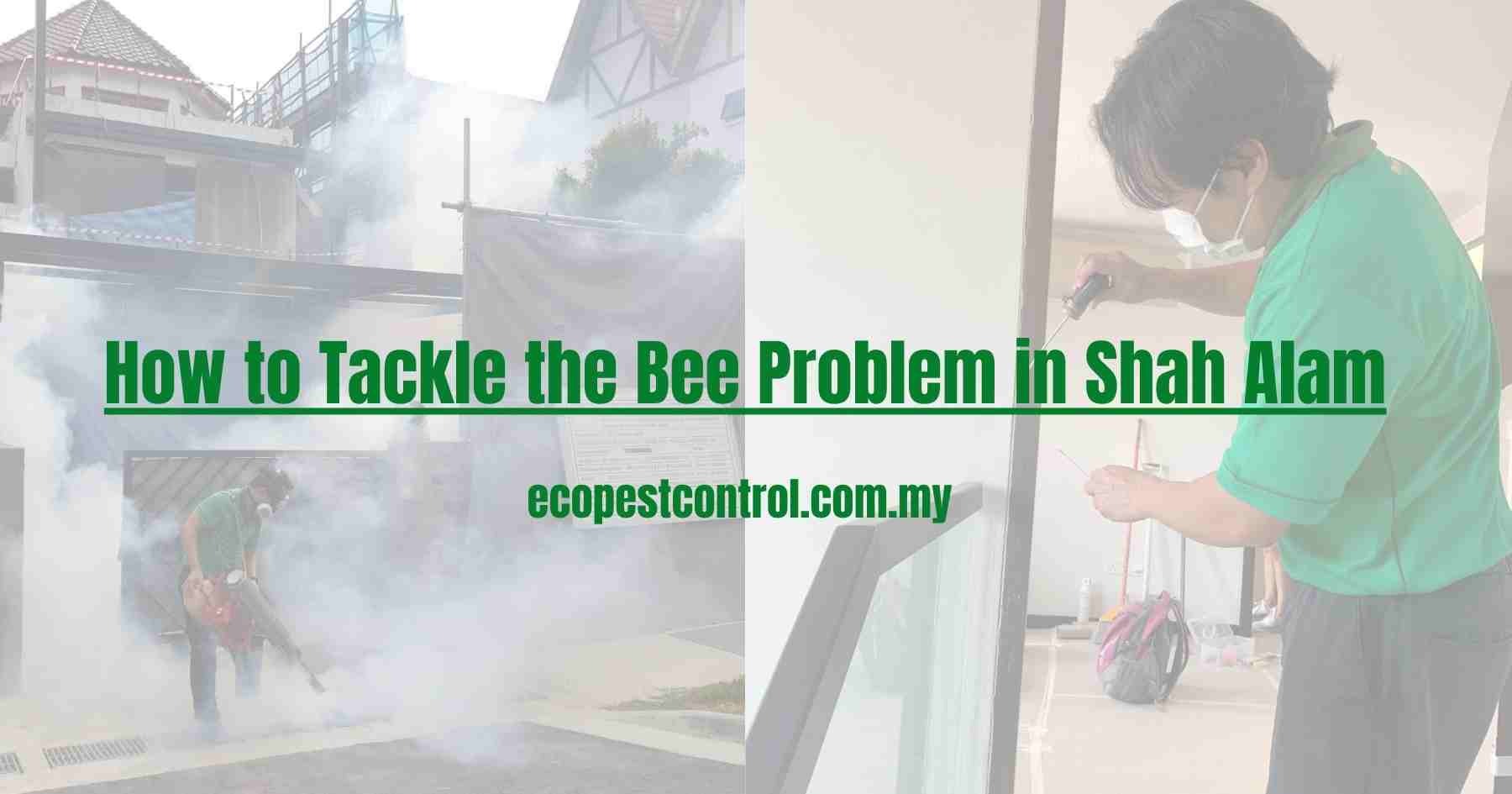 How to Tackle the Bee Problem in Shah Alam